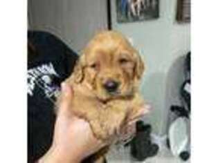 Golden Retriever Puppy for sale in Lehigh Acres, FL, USA