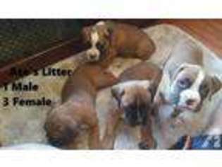 Boxer Puppy for sale in MILWAUKEE, WI, USA