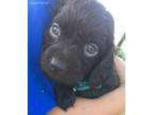 Boykin Spaniel Puppy for sale in Barney, GA, USA