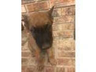 Belgian Malinois Puppy for sale in Picayune, MS, USA