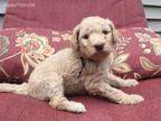 Mutt Puppy for sale in Concord, NH, USA