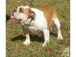 Bulldog Puppy for sale in WALLACE, NC, USA
