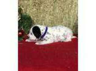 Dalmatian Puppy for sale in Longs, SC, USA