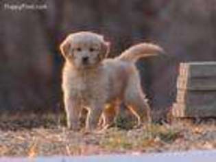 Golden Retriever Puppy for sale in Jamestown, TN, USA