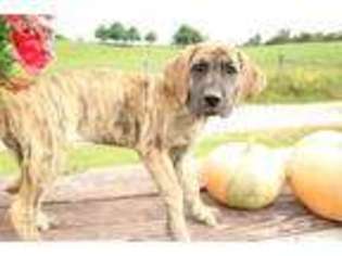 Brittany Puppy for sale in Newcomerstown, OH, USA