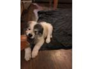 Great Pyrenees Puppy for sale in Webster, FL, USA