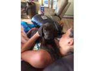 German Shorthaired Pointer Puppy for sale in Sheldon, WI, USA