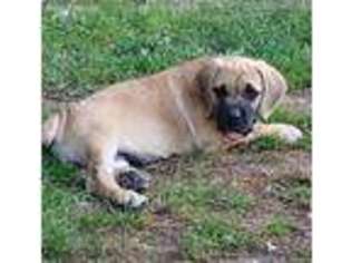 Cane Corso Puppy for sale in Minerva, OH, USA