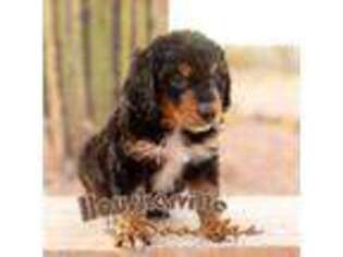 Mutt Puppy for sale in Wickenburg, AZ, USA