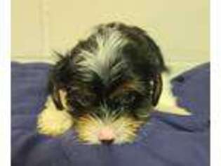 Yorkshire Terrier Puppy for sale in Chilhowie, VA, USA