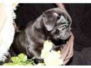 Pug Puppy for sale in Raccoon, KY, USA