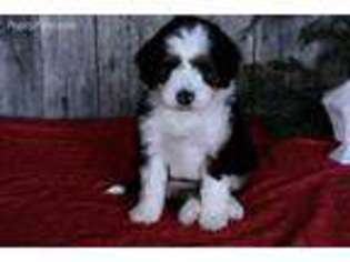 Mutt Puppy for sale in Gravel Switch, KY, USA