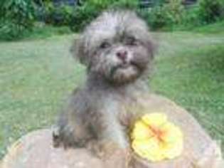 Havanese Puppy for sale in KNOXVILLE, TN, USA