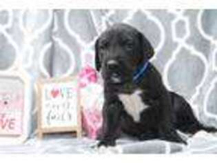 Great Dane Puppy for sale in Moulton, IA, USA