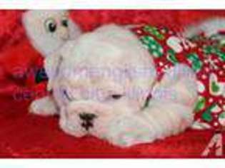 Bulldog Puppy for sale in CENTRALIA, IL, USA