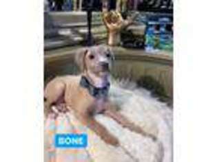 Italian Greyhound Puppy for sale in Houston, TX, USA