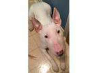Bull Terrier Puppy for sale in Fordland, MO, USA