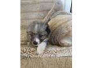 Australian Shepherd Puppy for sale in Escondido, CA, USA