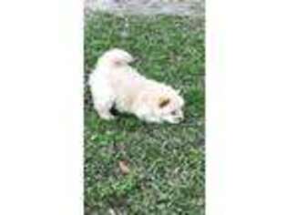 Chow Chow Puppy for sale in Baton Rouge, LA, USA