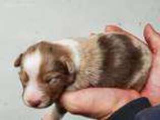 Miniature Australian Shepherd Puppy for sale in Marshalltown, IA, USA