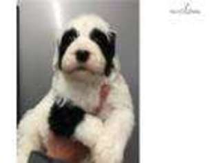 Portuguese Water Dog Puppy for sale in Toledo, OH, USA