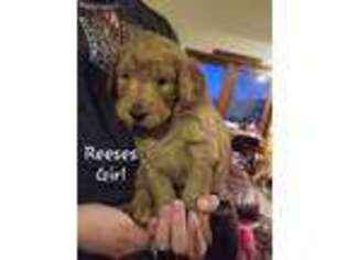 Goldendoodle Puppy for sale in Morenci, MI, USA