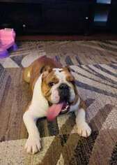 Bulldog Puppy for sale in Fort Lee, VA, USA