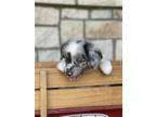 Miniature Australian Shepherd Puppy for sale in Azle, TX, USA