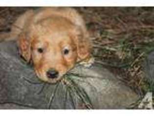 Golden Retriever Puppy for sale in SPOKANE, WA, USA