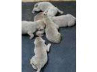 Labrador Retriever Puppy for sale in Hendersonville, NC, USA