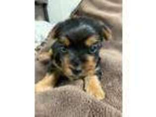 Yorkshire Terrier Puppy for sale in Meridian, MS, USA