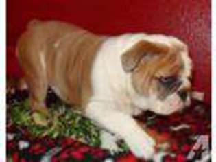 Bulldog Puppy for sale in FARGO, ND, USA