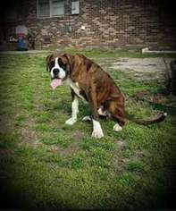 Boxer Puppy for sale in North Augusta, SC, USA