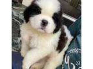 Saint Bernard Puppy for sale in Fort Pierce, FL, USA