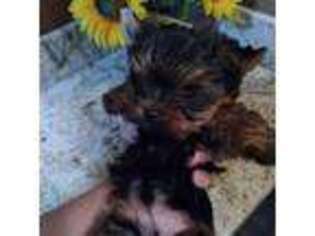 Yorkshire Terrier Puppy for sale in Sun City, AZ, USA