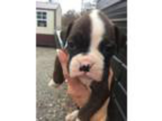 Boxer Puppy for sale in Leitchfield, KY, USA
