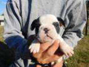French Bulldog Puppy for sale in Odon, IN, USA