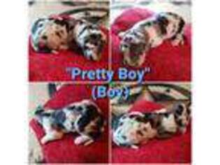 Great Dane Puppy for sale in Castroville, TX, USA