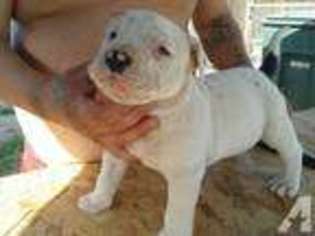 Mutt Puppy for sale in LEMOORE, CA, USA