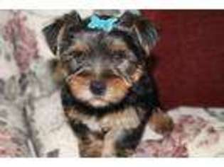 Yorkshire Terrier Puppy for sale in Hicksville, OH, USA