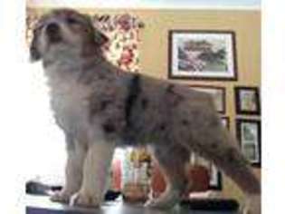 Miniature Australian Shepherd Puppy for sale in Lancaster, SC, USA