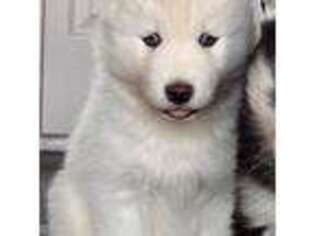 Siberian Husky Puppy for sale in Westland, MI, USA