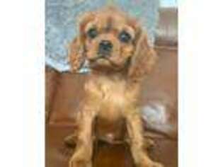 Cavalier King Charles Spaniel Puppy for sale in Cadillac, MI, USA
