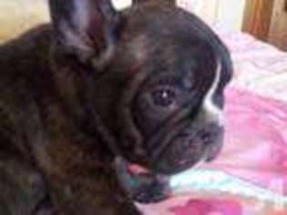 French Bulldog Puppy for sale in CONCORD, NH, USA