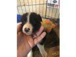 Border Collie Puppy for sale in New Windsor, MD, USA