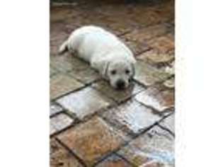 Labrador Retriever Puppy for sale in Homestead, FL, USA