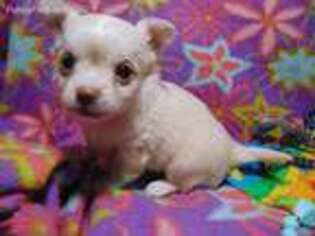 Chihuahua Puppy for sale in Deer Park, WA, USA
