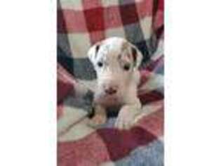 Great Dane Puppy for sale in Anoka, MN, USA