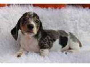 Dachshund Puppy for sale in Glade Hill, VA, USA