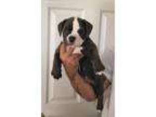 Olde English Bulldogge Puppy for sale in Robesonia, PA, USA